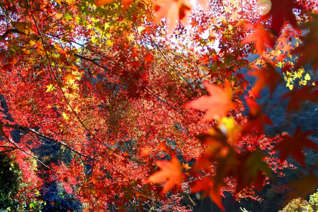 autumnal leaves, autumn, japan, japan, japan, japan, japan, japan