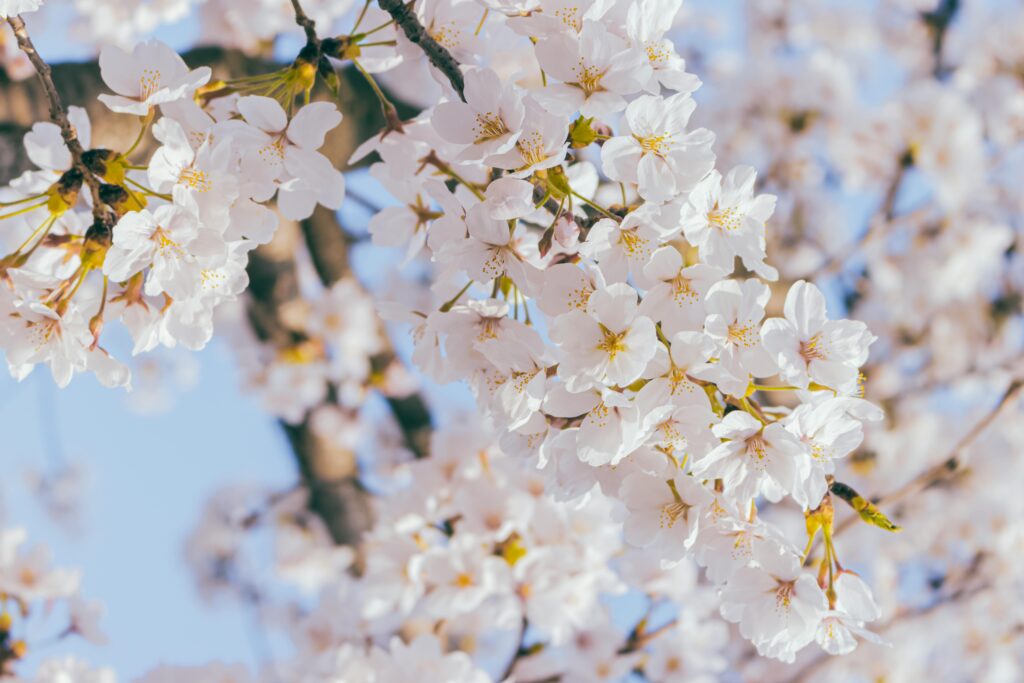 pexels photo 16851687 16851687 Close-up of cherry blossoms in Osan-si, Gyeonggi-do, South Korea, highlighting their springtime beauty.